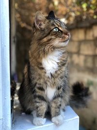 Close-up of cat looking away