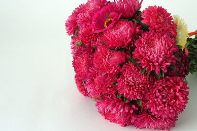 Close-up of red flowering plant against white background