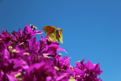 Close-up of butterfly pollinating on purple flowering plant