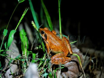 Close-up of frog on grass at night