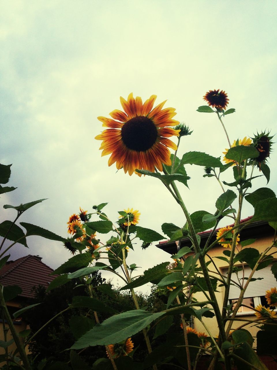 flower, freshness, fragility, growth, flower head, petal, sunflower, yellow, low angle view, beauty in nature, plant, sky, stem, nature, blooming, leaf, single flower, in bloom, close-up, field