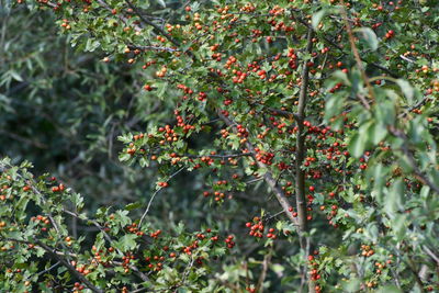 Red berries growing on tree