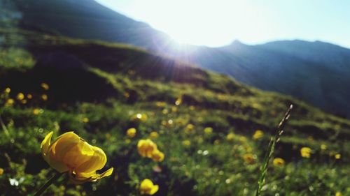 Close-up of yellow flowers blooming in park