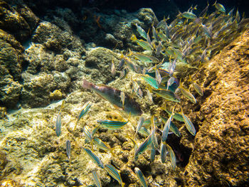 Close-up of coral in sea