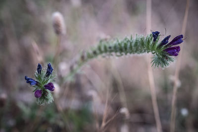 Close-up of purple flowering plant