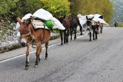 High angle view of donkeys on road