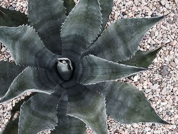 Close-up of leaf