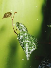 Close-up of frog in water