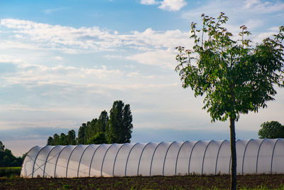 Trees on field against sky