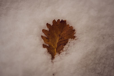 Close-up of dry maple leaf on tree during winter