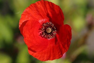 Close-up of red poppy flower