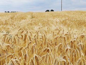 Scenic view of wheat field against sky