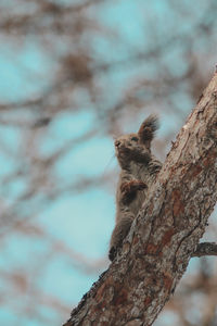 Low angle view of squirrel on tree