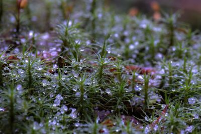 Close-up of plants growing on field