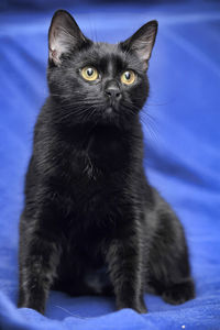 Portrait of black cat sitting on bed