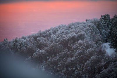 Scenic view of trees against sky during sunset