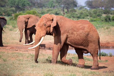 Elephant walking in a field