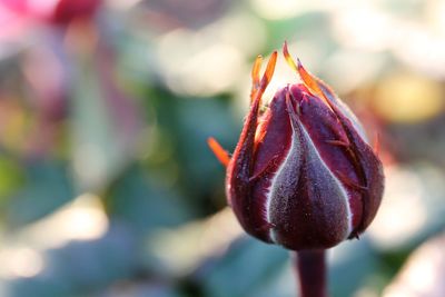 Close-up of red flower against blurred background