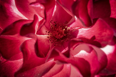 Full frame shot of pink rose flower