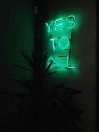 Close-up of illuminated plants at night