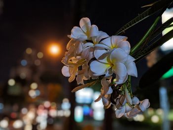Close-up of white cherry blossoms at night