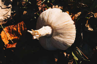 Close-up of a mushrooms