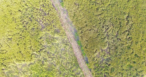 Full frame shot of trees on field