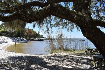 Trees growing by lake against sky