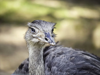 Close-up of a bird