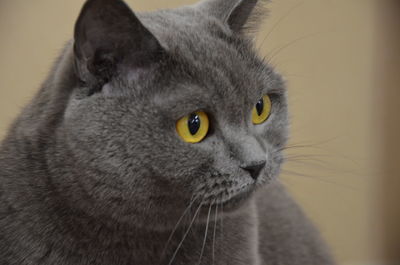 Close-up portrait of a cat