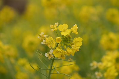 Close-up of fresh yellow flowers blooming in field