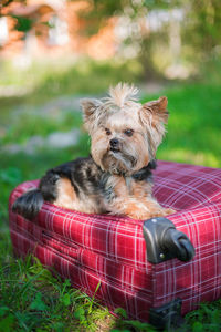 Dog sitting on luggage in field