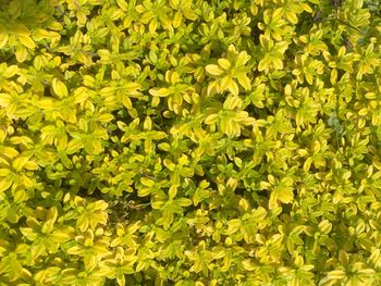 Full frame shot of plants