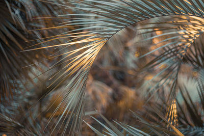 Close-up of palm leaf