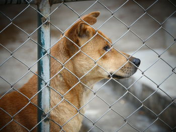 Close-up of dog seen through chainlink fence