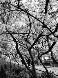 Bare trees against sky