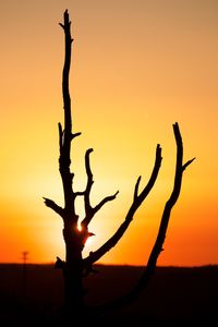Close-up of silhouette tree against romantic sky at sunset