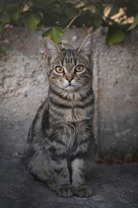 Portrait of tabby cat sitting outdoors