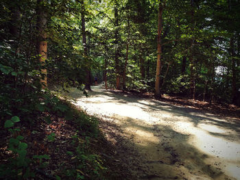 Footpath in forest