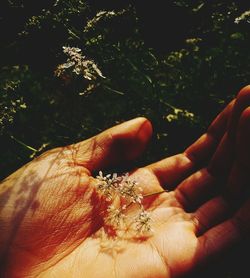 Close-up of cropped hand