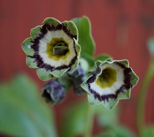 Close-up of flower on plant