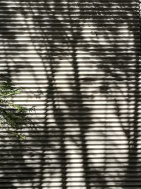 Shadow of tree on wall