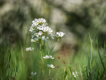 Close-up of white flowering plant on field