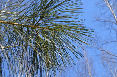 Low angle view of pine tree against sky