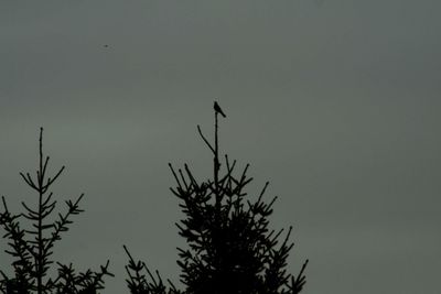 Silhouette of bird perching on a tree