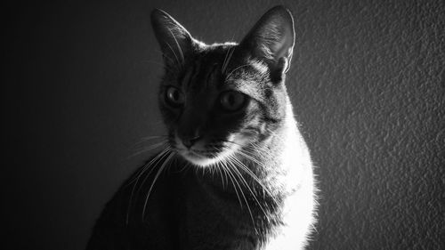 Close-up of cat looking away