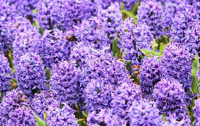 Close-up of purple flowers blooming outdoors