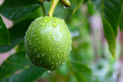 Close-up of wet green fruit growing on plant