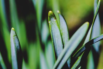 Close-up of bamboo on plant