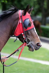 Close-up of a horse